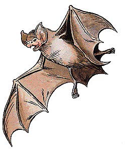 Летучая мышь (Bat) Летучая мышь (Bat)