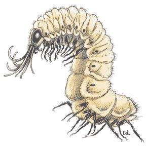 Ползающий падальщик (Carrion Crawler) Ползающий падальщик (Carrion Crawler)