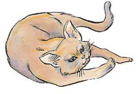 Кошка (Cat) Кошка (Cat)