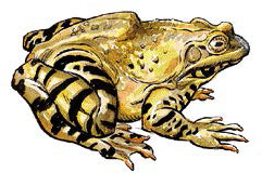 Лягушка (Frog)