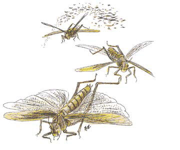 Рой насекомых (Swarm of Insects) Рой насекомых (Swarm of Insects)