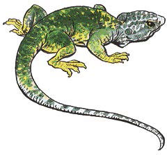 Ящерица (Lizard) Ящерица (Lizard)