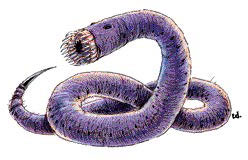 Лиловый червь (Purple Worm) Лиловый червь (Purple Worm)