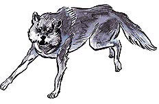 Волк (Wolf) Волк (Wolf)