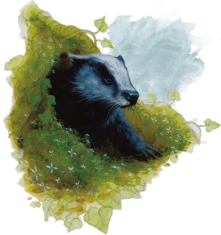 Барсук (Badger) Барсук (Badger)