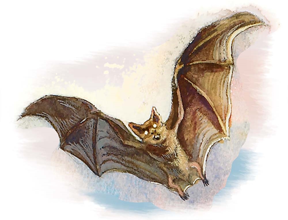 Летучая мышь (Bat) Летучая мышь (Bat)