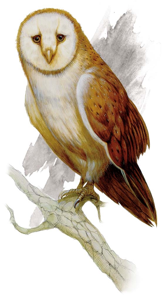 Сова (Owl) Сова (Owl)
