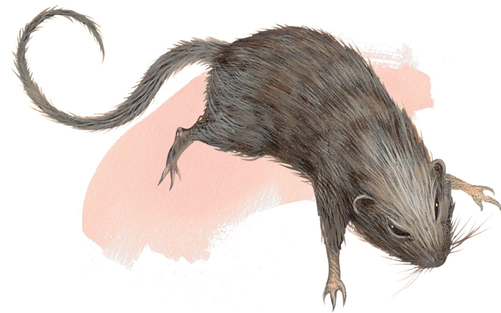Крыса (Rat) Крыса (Rat)