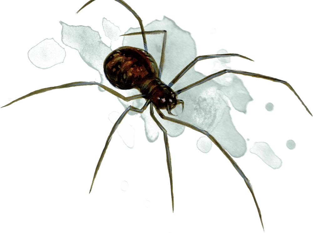 Паук (Spider) Паук (Spider)